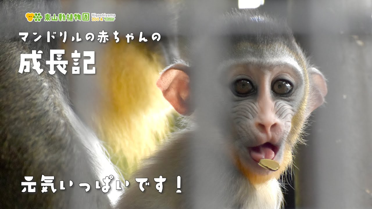 【東山動植物園公式】元気いっぱい！～マンドリルの赤ちゃんの成長記9～《 マンドリル　サル 》