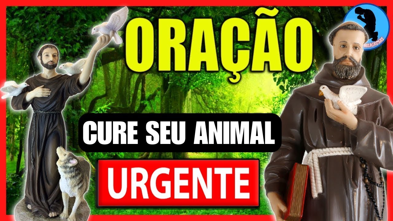 🐶🐱ORAÇÃO DE SÃO FRANCISCO DE ASSIS PARA OS ANIMAIS 🙏🏻 ORAÇÃO DE SÃO FRANCISCO DE ASSIS PELOS ANIMAIS