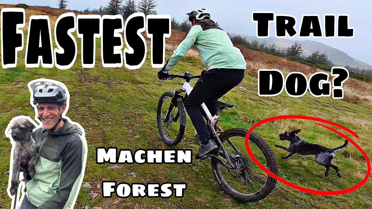 ЭТО САМАЯ БЫСТРАЯ СЛЕДОВАЯ СОБАКА? *МАЧЕН, ЮЖНЫЙ УЭЛЬС*