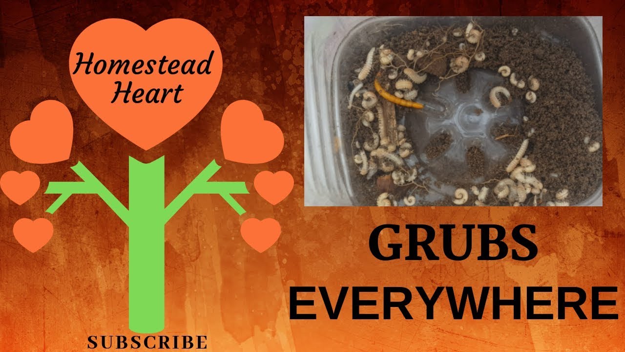 TOO MANY GRUBS IN THE GARDEN ~ How To Get Rid Of Them!