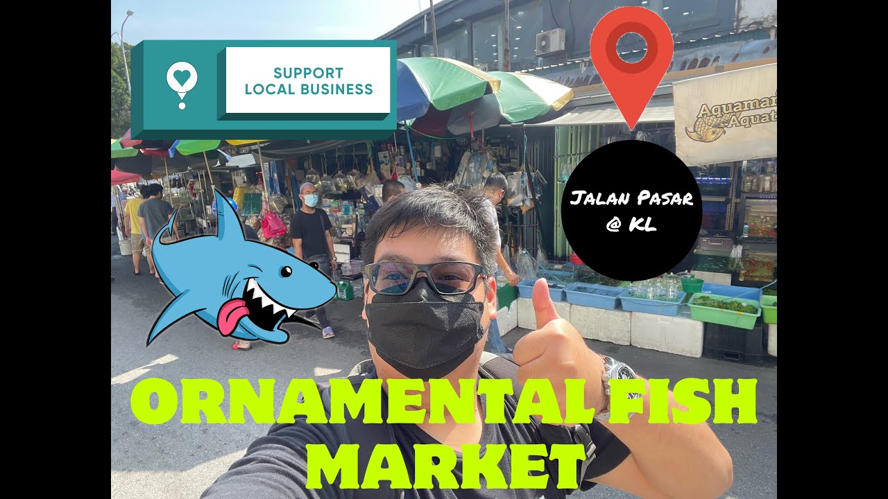 EP4 My Monster Fish Journey (Jalan Pasar Ornamental Fish Market @ KL)