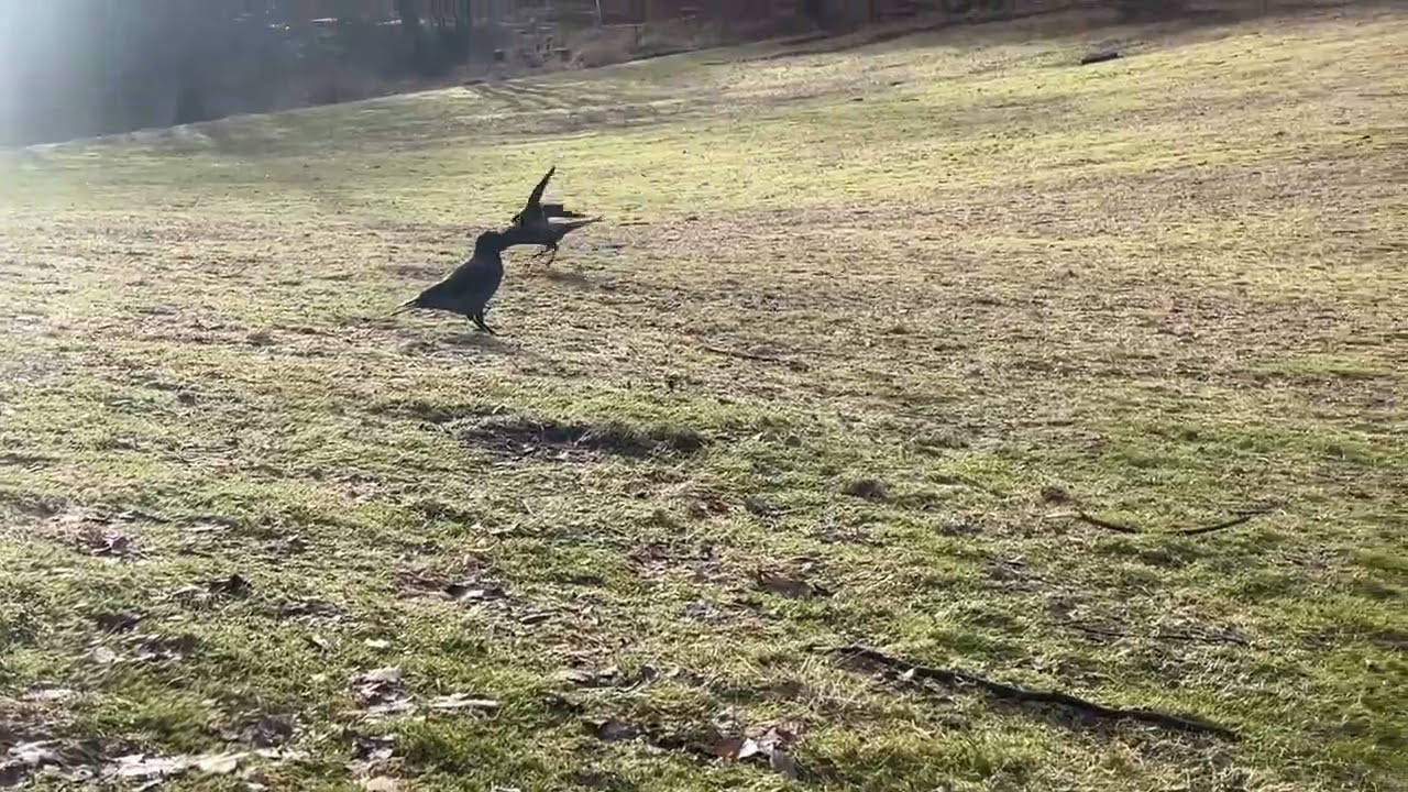 My Crows get Birdfeeding Sunday morgning March 1' / Bergen Westcoast City/ Norway 