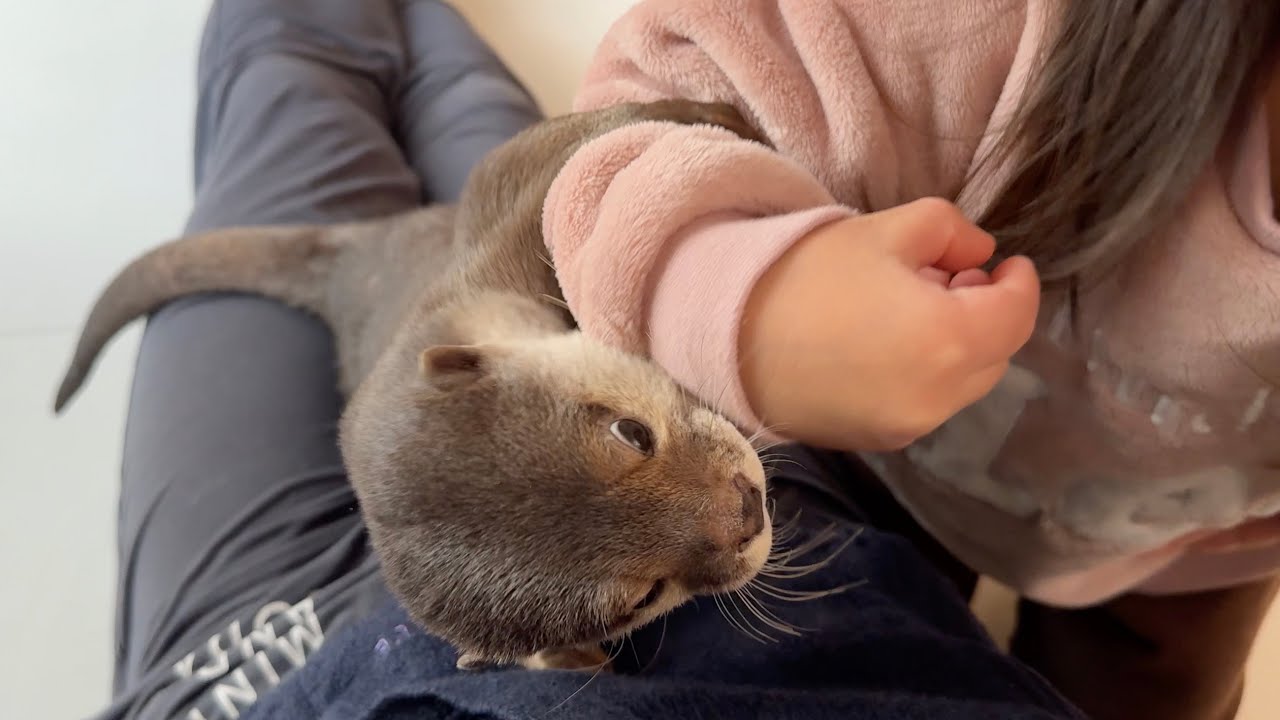 仁義なき女の戦い~カワウソvs3歳~ The Ruthless Battle of Women: Otter vs. 3-Year-Old