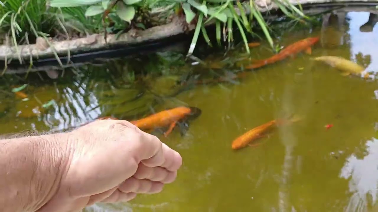 Dicas para lago ornamental para peixes pequenos carpas  e um pre filtro
