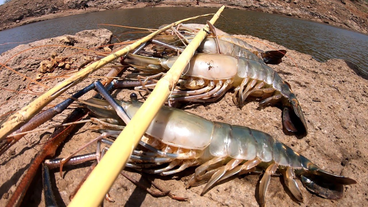 Catching giant fresh water prawns using traditional bamboo fishing rod and cooking tasty recipe