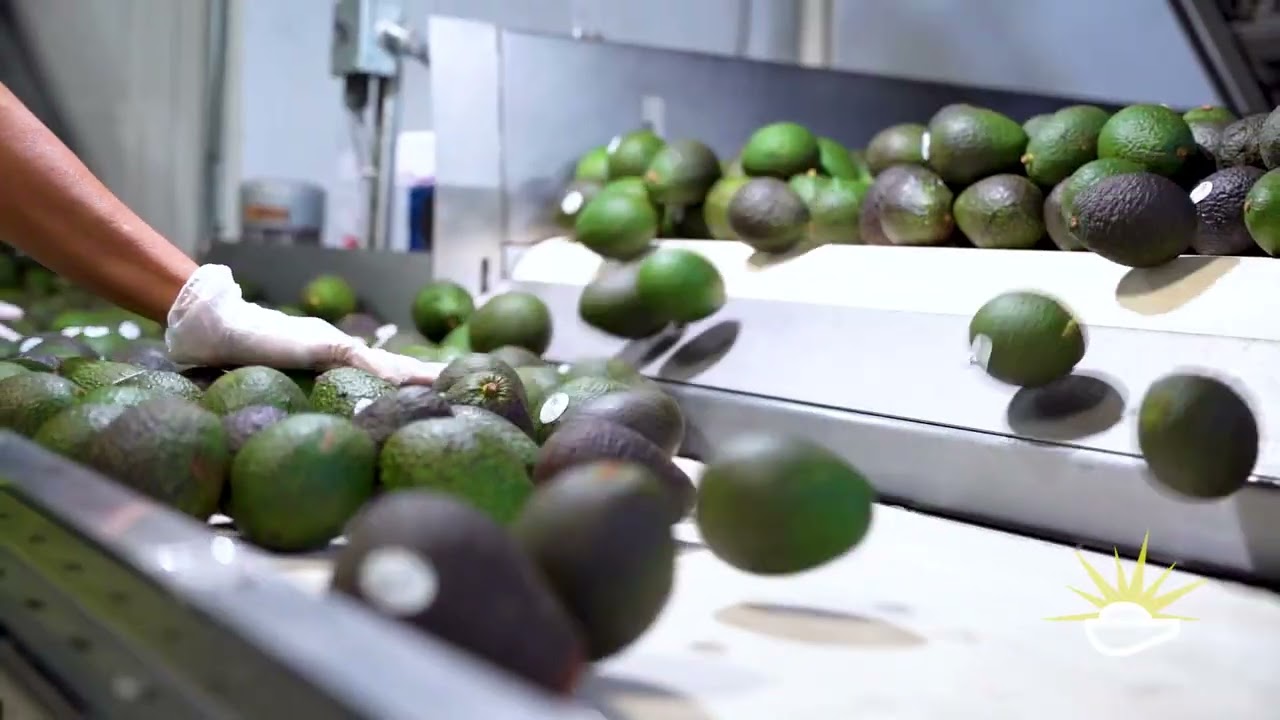 The California GEM by Index Fresh