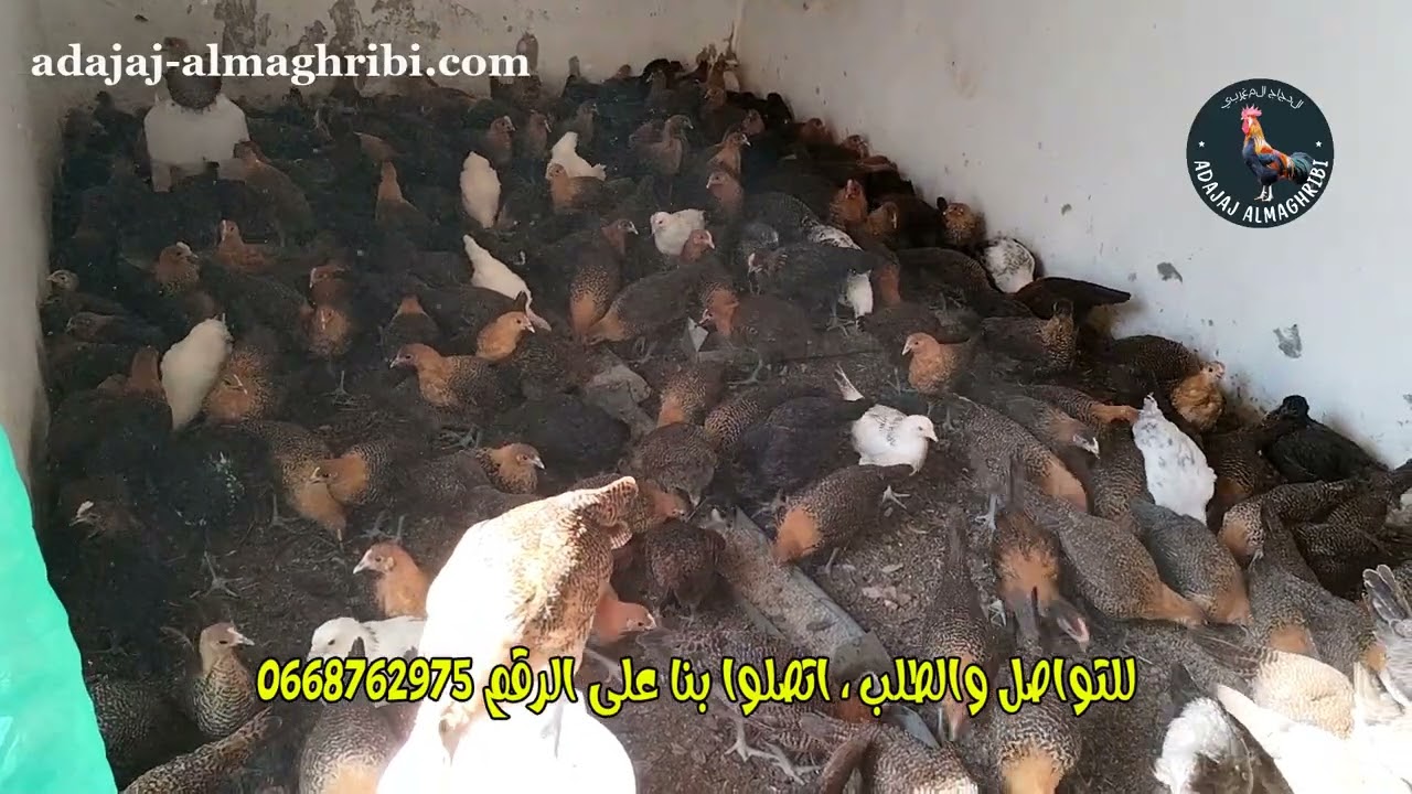دجاج الفيومي للبيع في المغرب للتواصل المرجو الإتصال على الرقم 0668762975