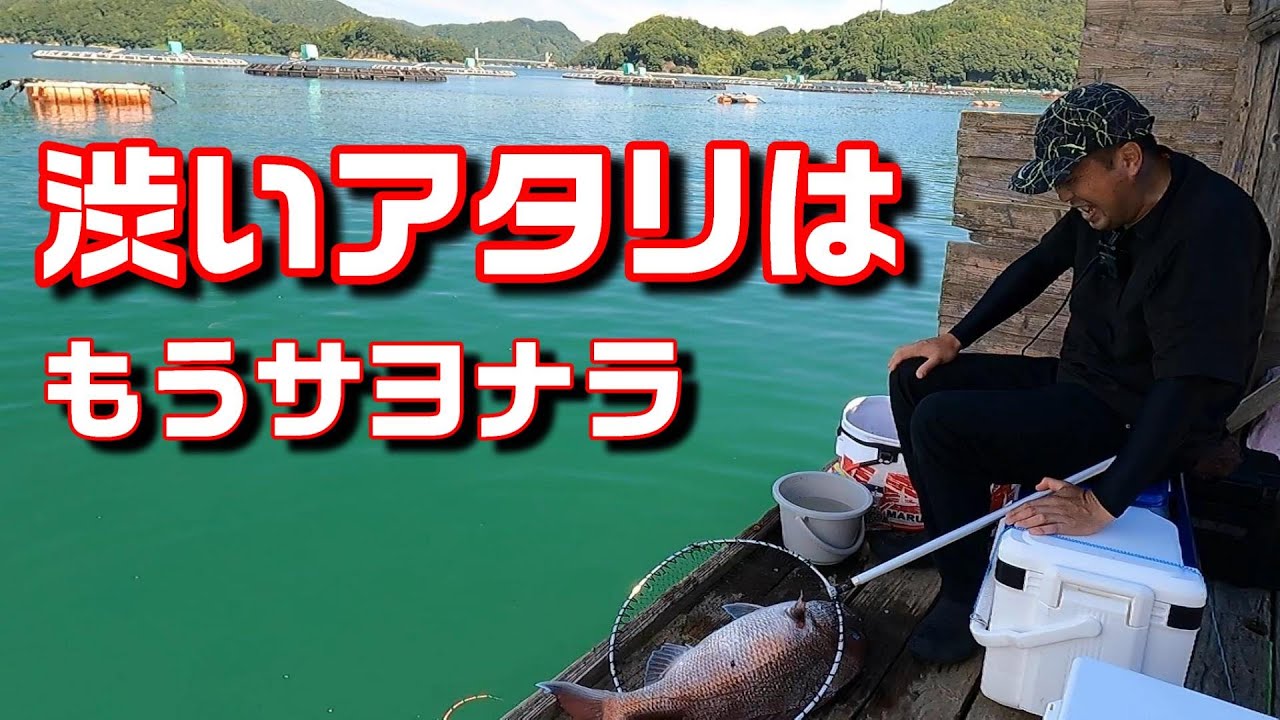 【かかり釣り】樋島イカダがマジ釣れる【昭丸】