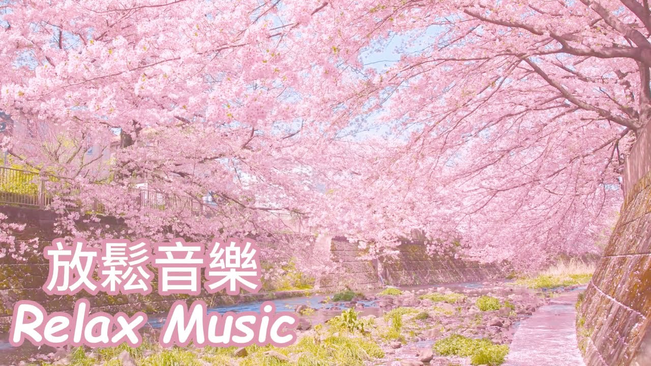 無廣告🌸櫻溪輕吟，柔和旋律如花瓣飄落溪畔，療癒心靈，帶來深層放鬆，讓你沉浸於春日的寧靜懷抱