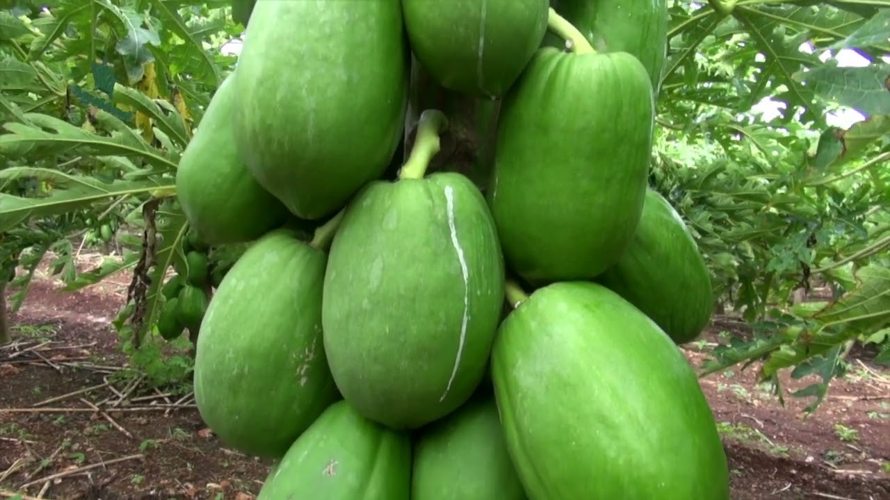 AgroScience l Cultivo de Papaya en Chetumal, Quintana Roo en comunidad Menonita