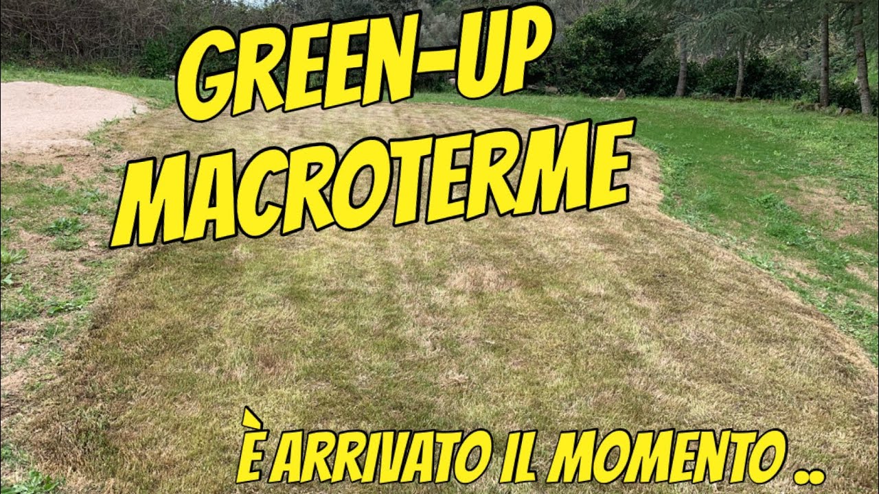 Green Up macroterme - Ripresa vegetativa paspalum vaginatum