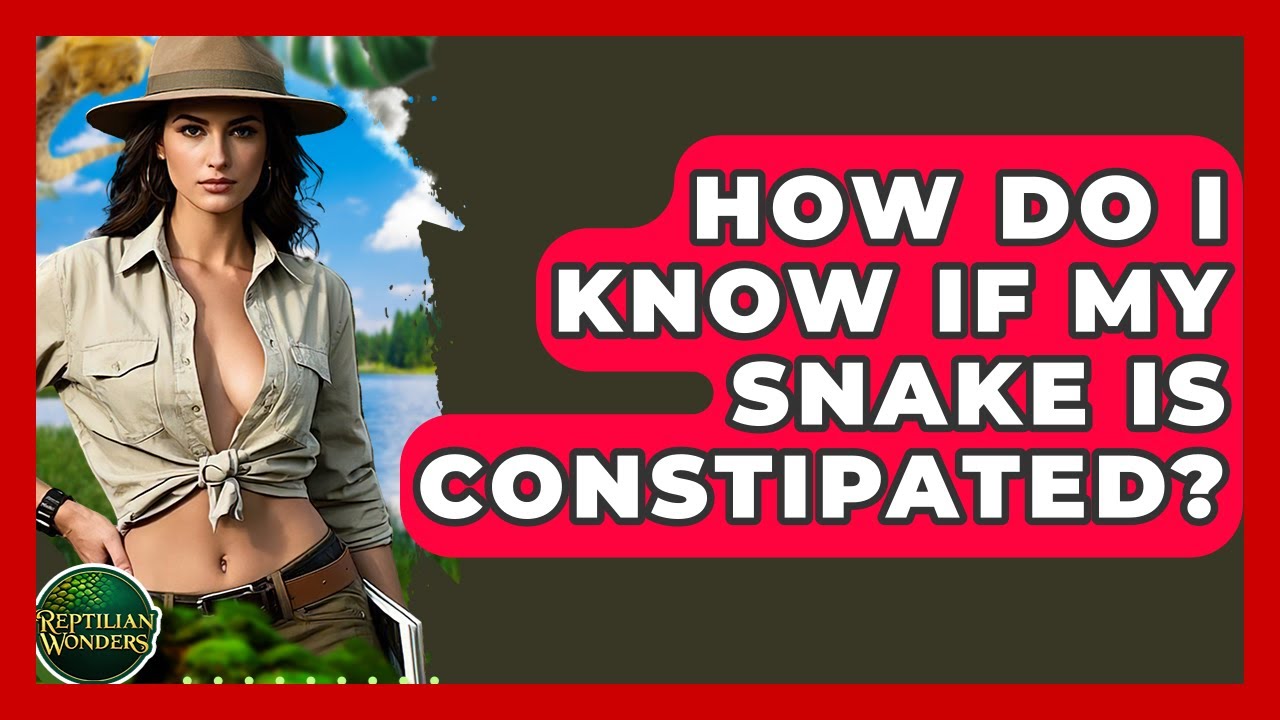 How Do I Know If My Snake Is Constipated? - Reptilian Wonders