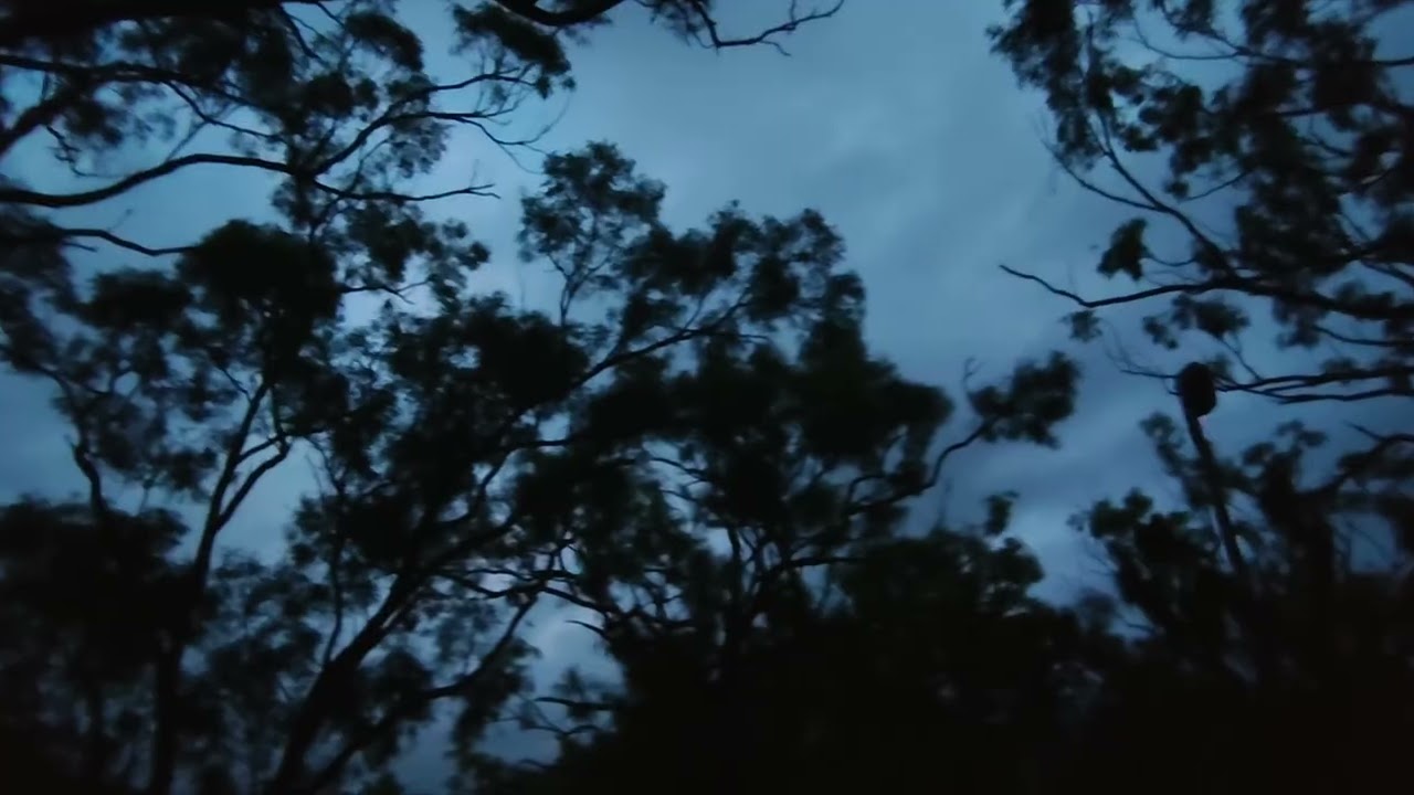 Good morning from the ancient forest 