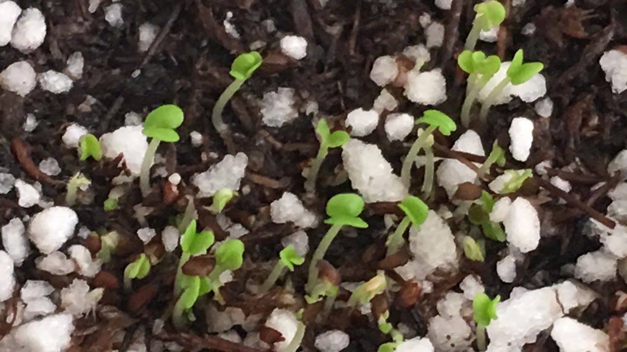 Rainbow Eucalyptus Seeds Sprouting