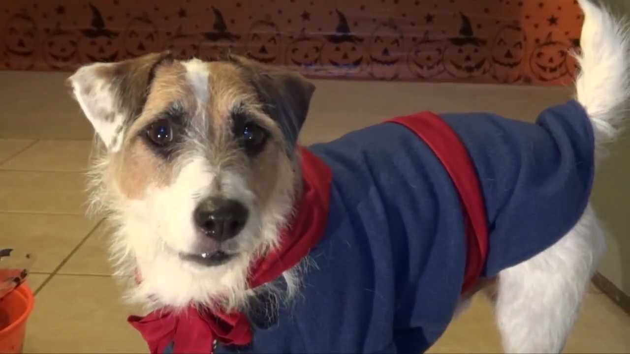 A Doggy Halloween Celebration Dogs Go Trick or Treating