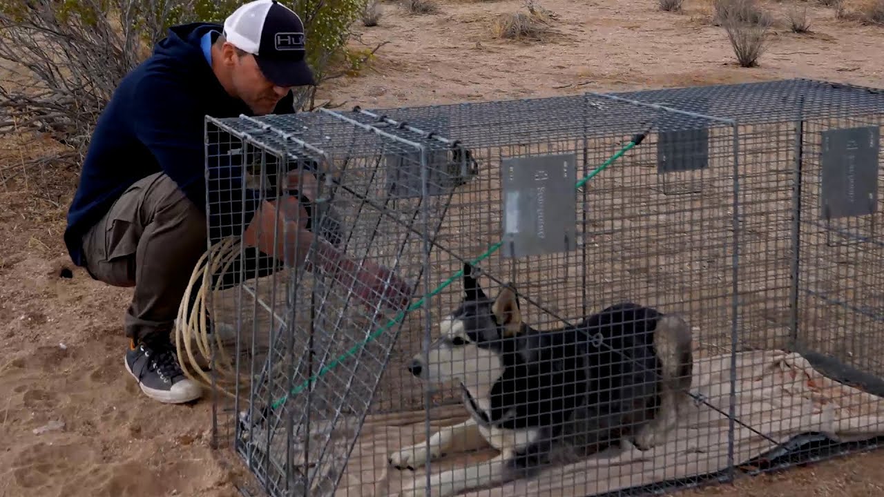 I Saved A Dog With A Hurt Leg Alone In The Desert | Brandon McMillan