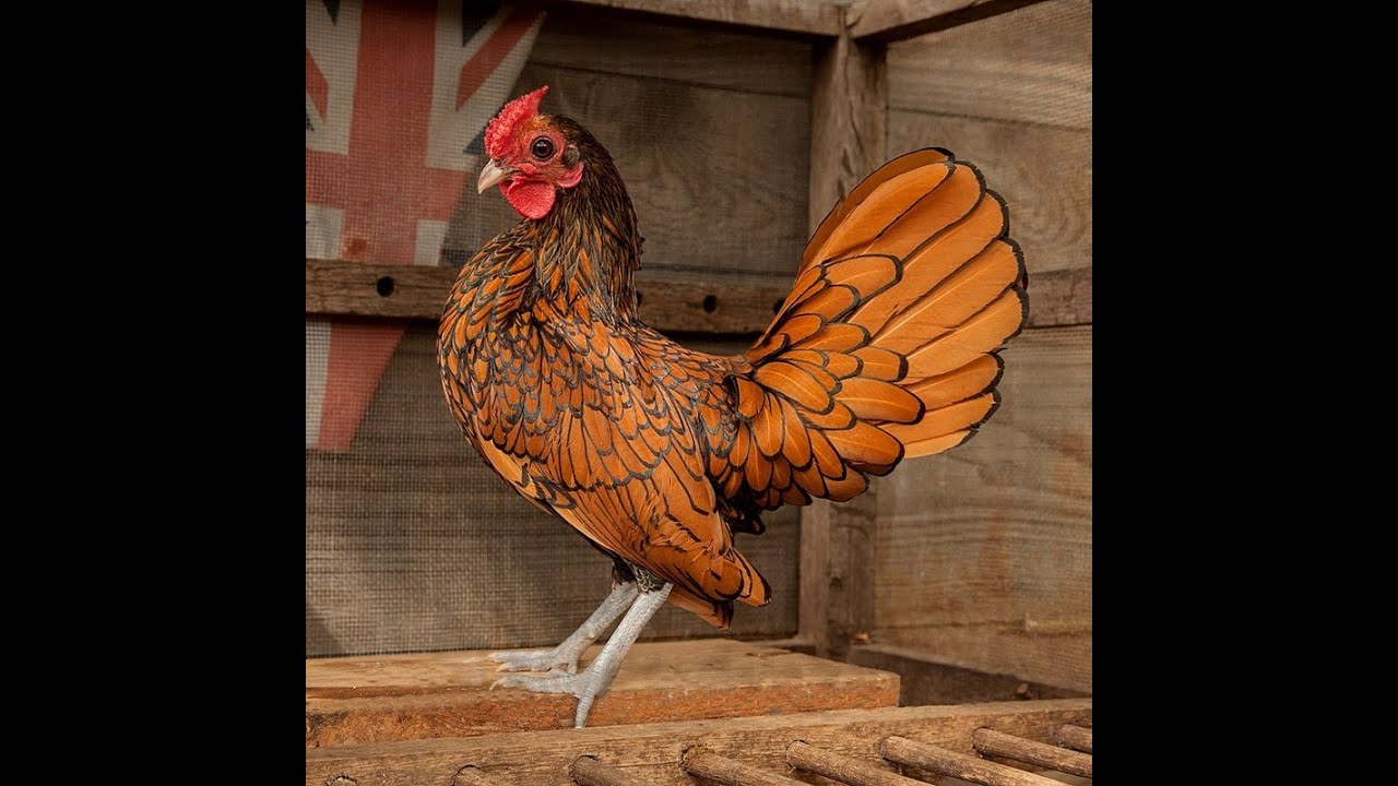 Golden Sebright Breeders | Ubaid Farming Sales | #chicks #chickens #fancychicks #birds #hens