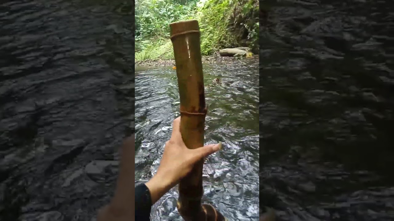 Bambu kurung yang sulit di cari🫰