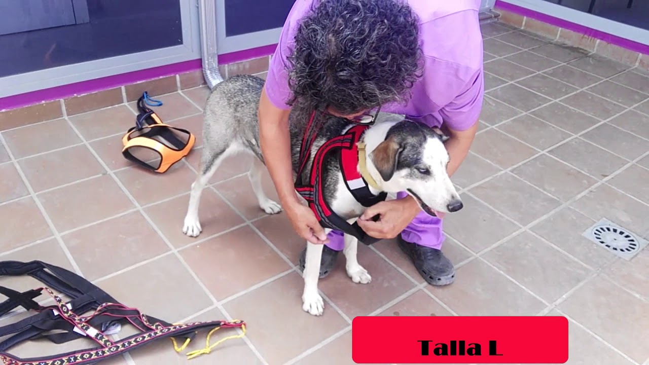 Como elegir el arnés correcto para tu perro