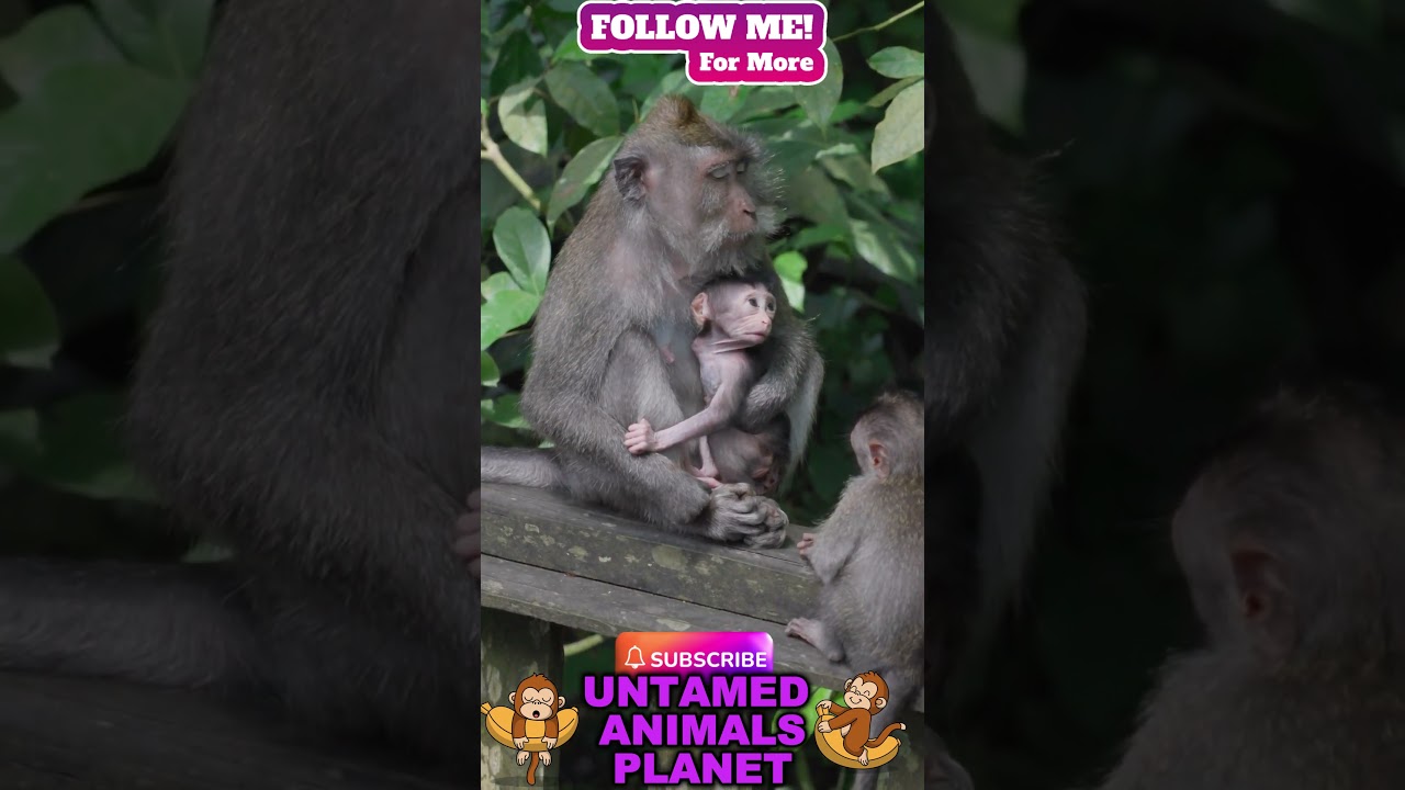 CUTE BABY MONKEY