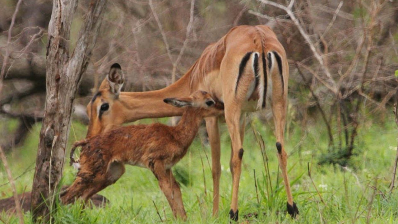Impala birth Kruger Park