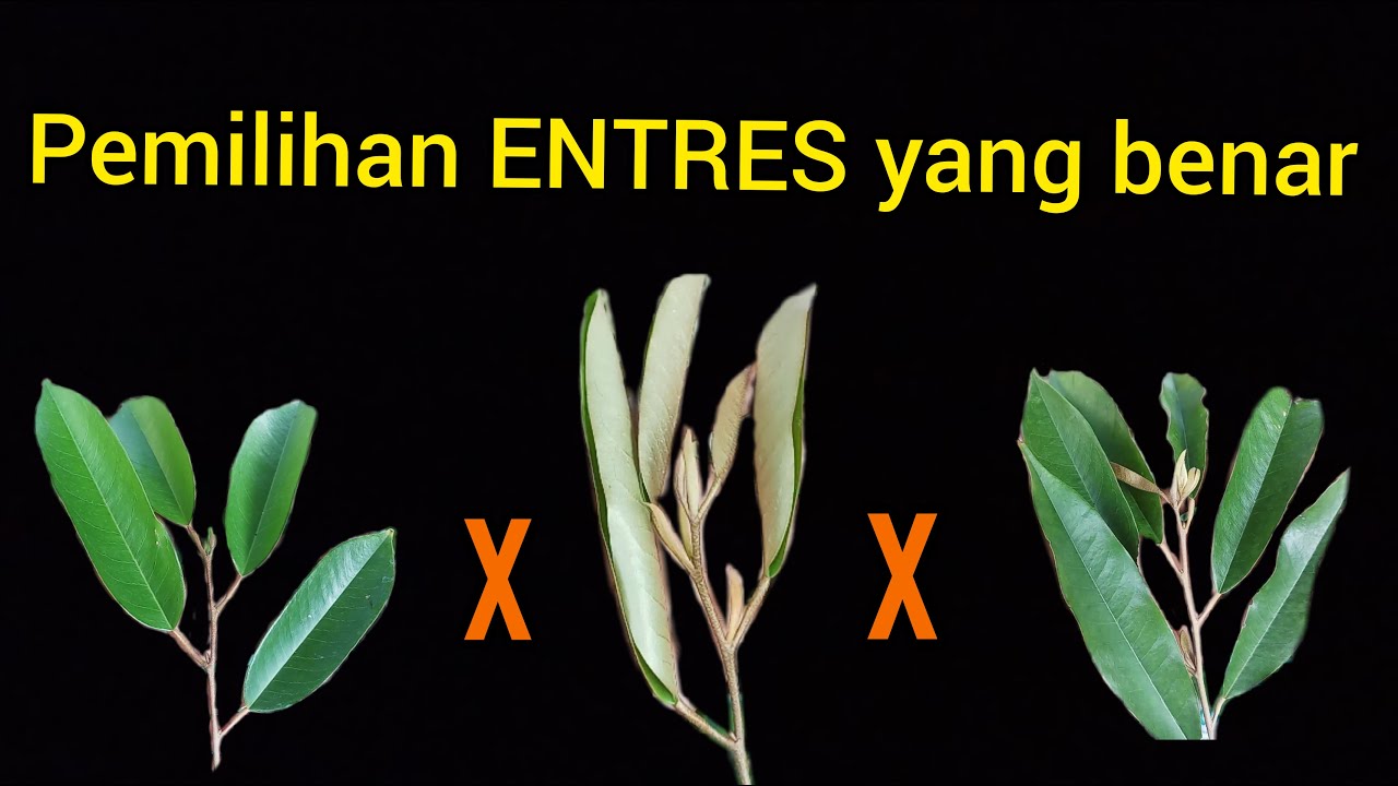 Sambung Pucuk DURIAN Dengan Entres Berbeda, Manakah Yang TERBAIK