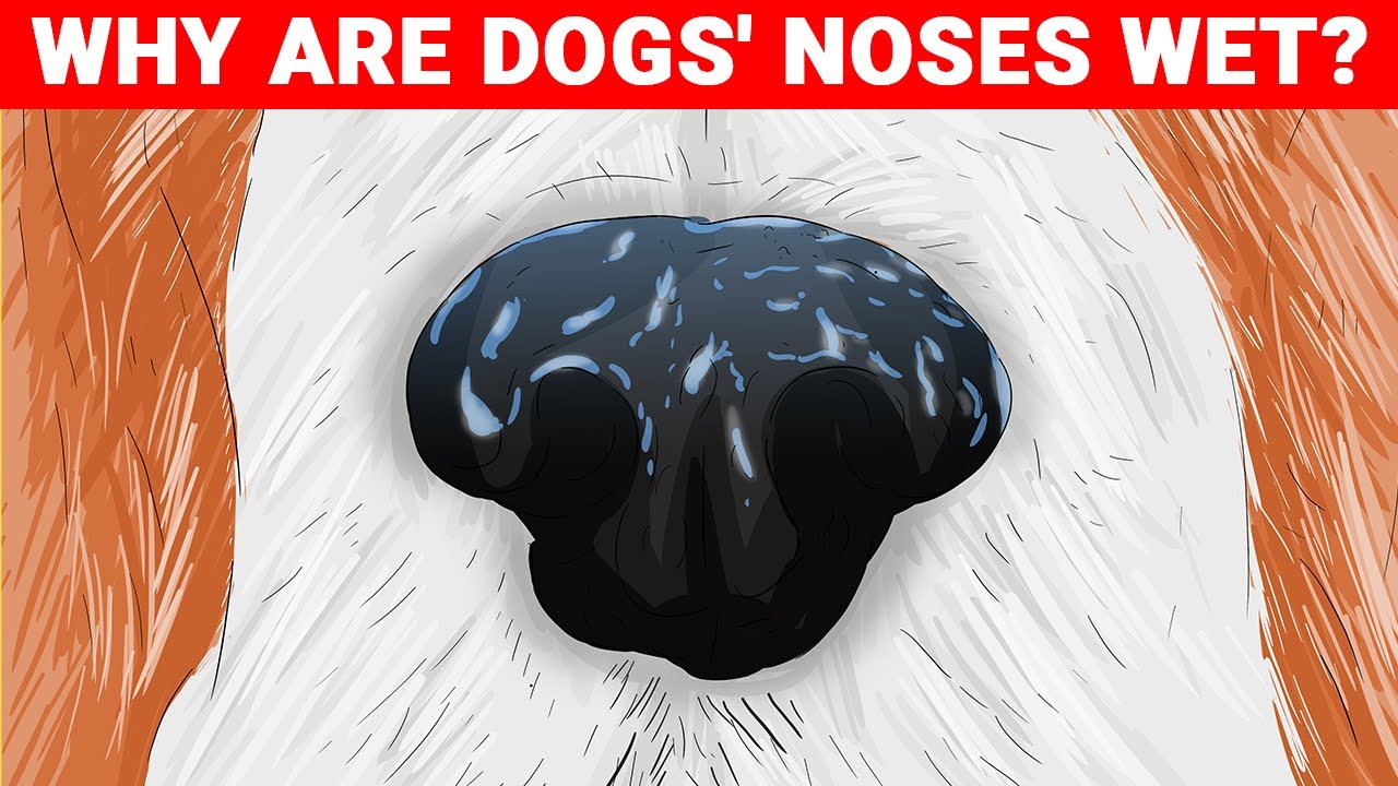 10 Most Googled Questions About Dogs (Answered)