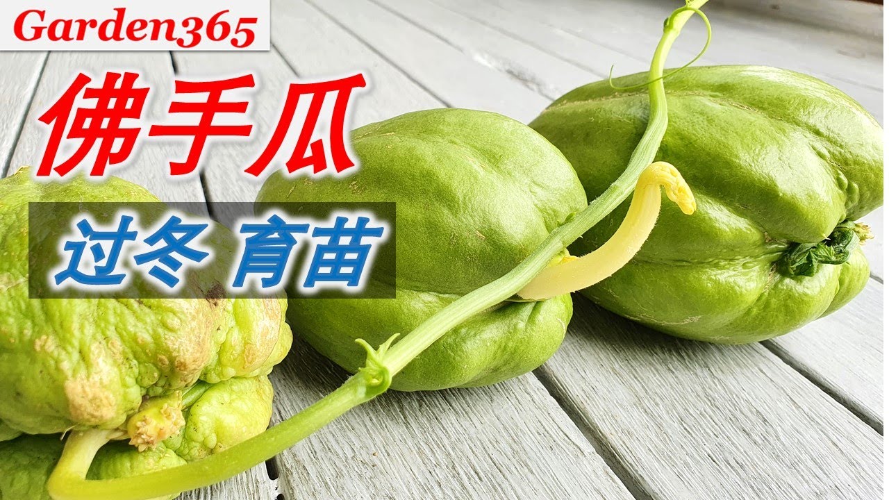 佛手瓜的三种储存方法对比｜如何育苗？何时育苗？怎样育苗？｜多年生佛手瓜怎样过冬？