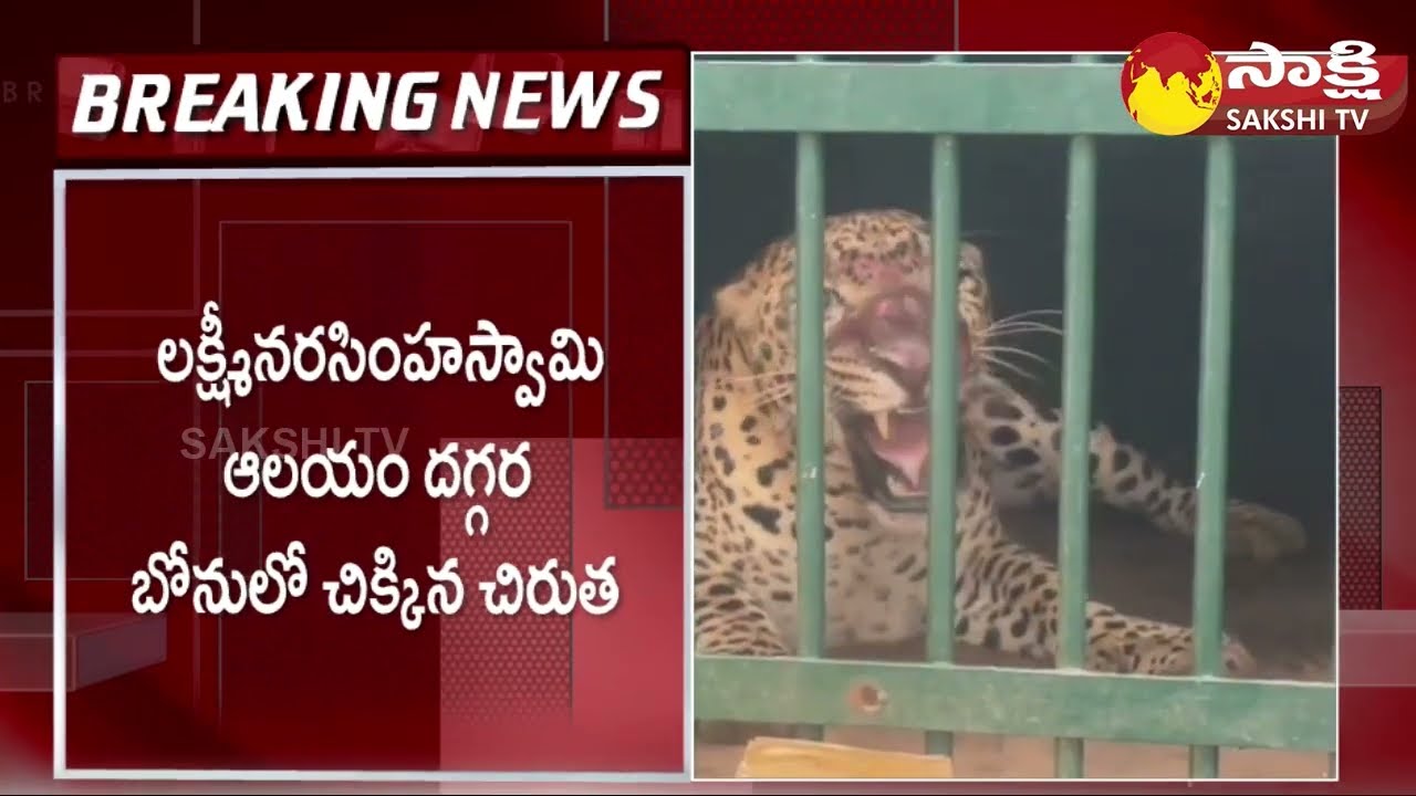 Tirumala : One More Leopard Trapped In Cage | Tirumala Leopard | TTD @SakshiTV