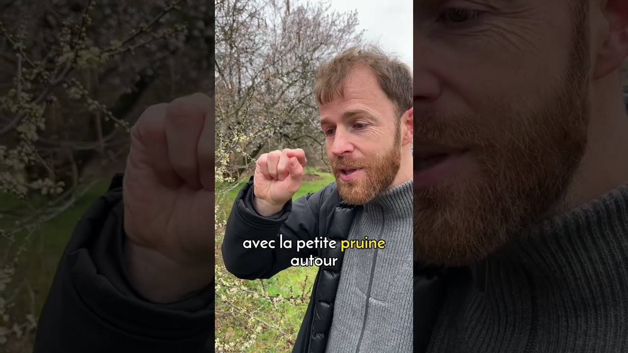 Les fleurs du prunellier sont l&agrave; !