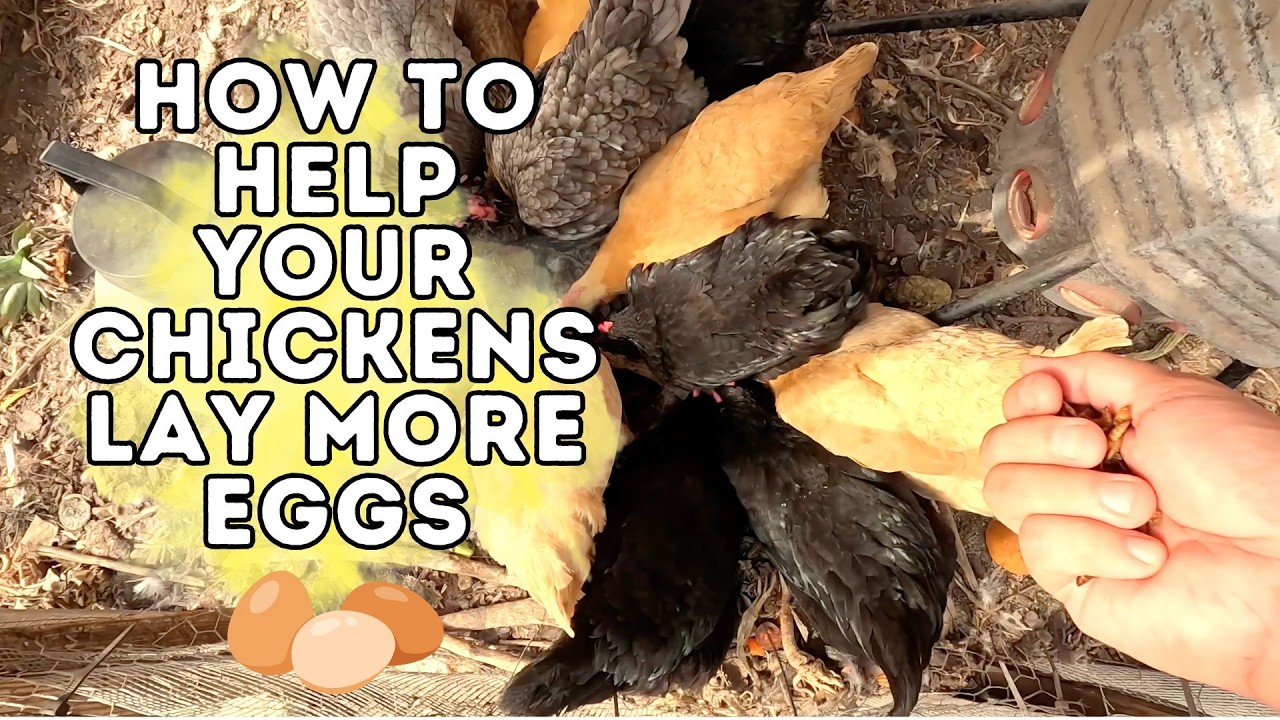 Chickens Laying More Eggs!? YES! | Grubterra Review