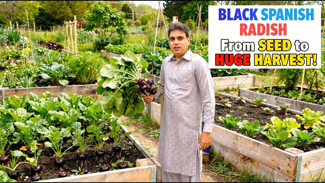 Black Spanish Radish Planting | From Seed to Harvest | Kitchen Gardening