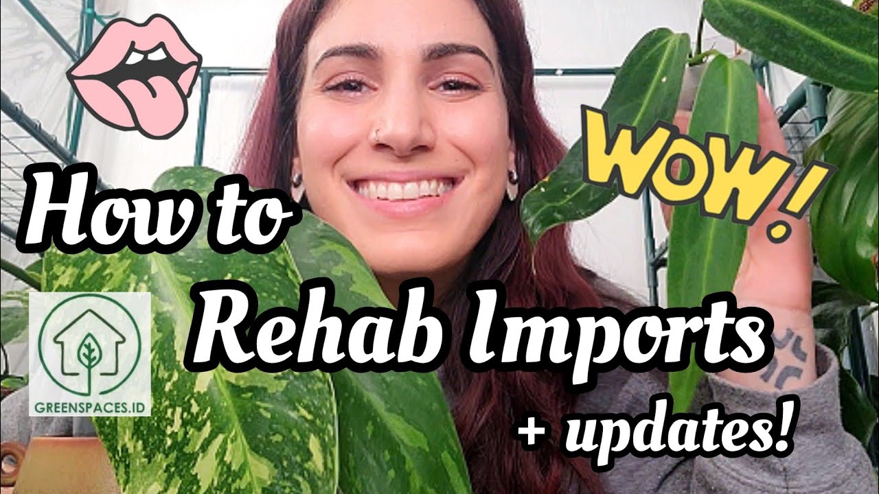 HOW TO REHAB IMPORTED PLANTS!! what i do to care for import plants 💚 updates on greenspaces.id order