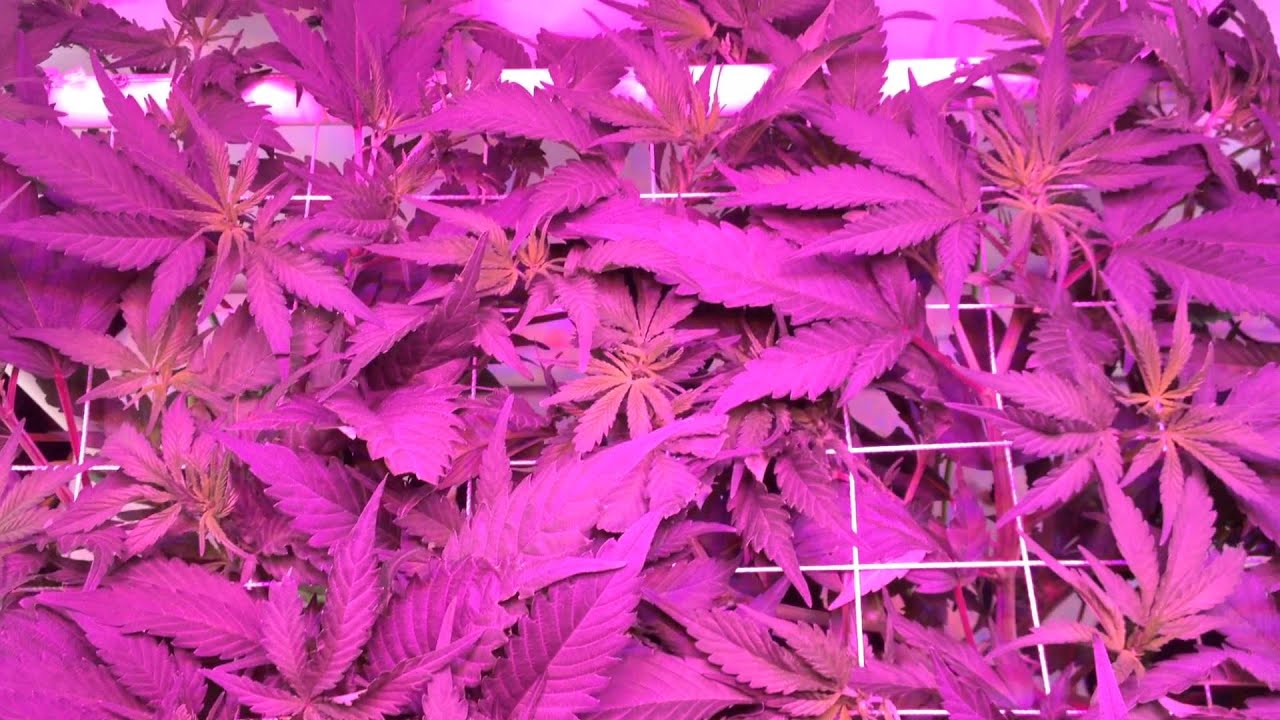 hindu skunk day 1 flower