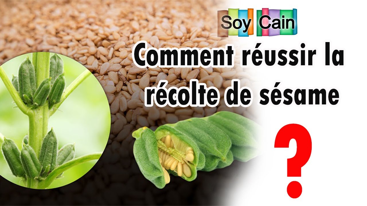 Culture de Sésame: comment réussir la récolte ?