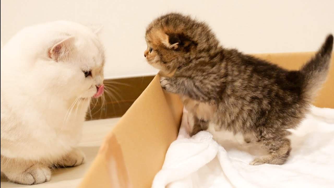 Here is a cat who is envious of a kitten that debuted on baby food.