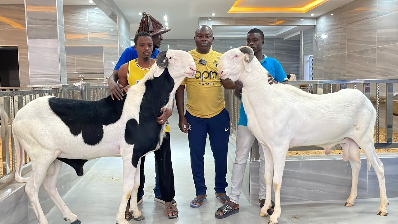 A LA DECOUVERTE DE LA NOUVELLE BERGERIE CH TIDJANE MBAYE