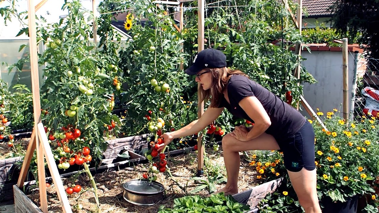 My Preppers Garden (Saving me 1500 Bucks a year)