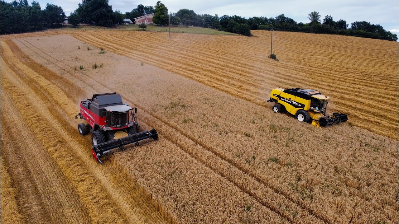 Moisson | Sarl Planèze Agri Récoltes | New Holland CS540 - Massey Ferguson 7370