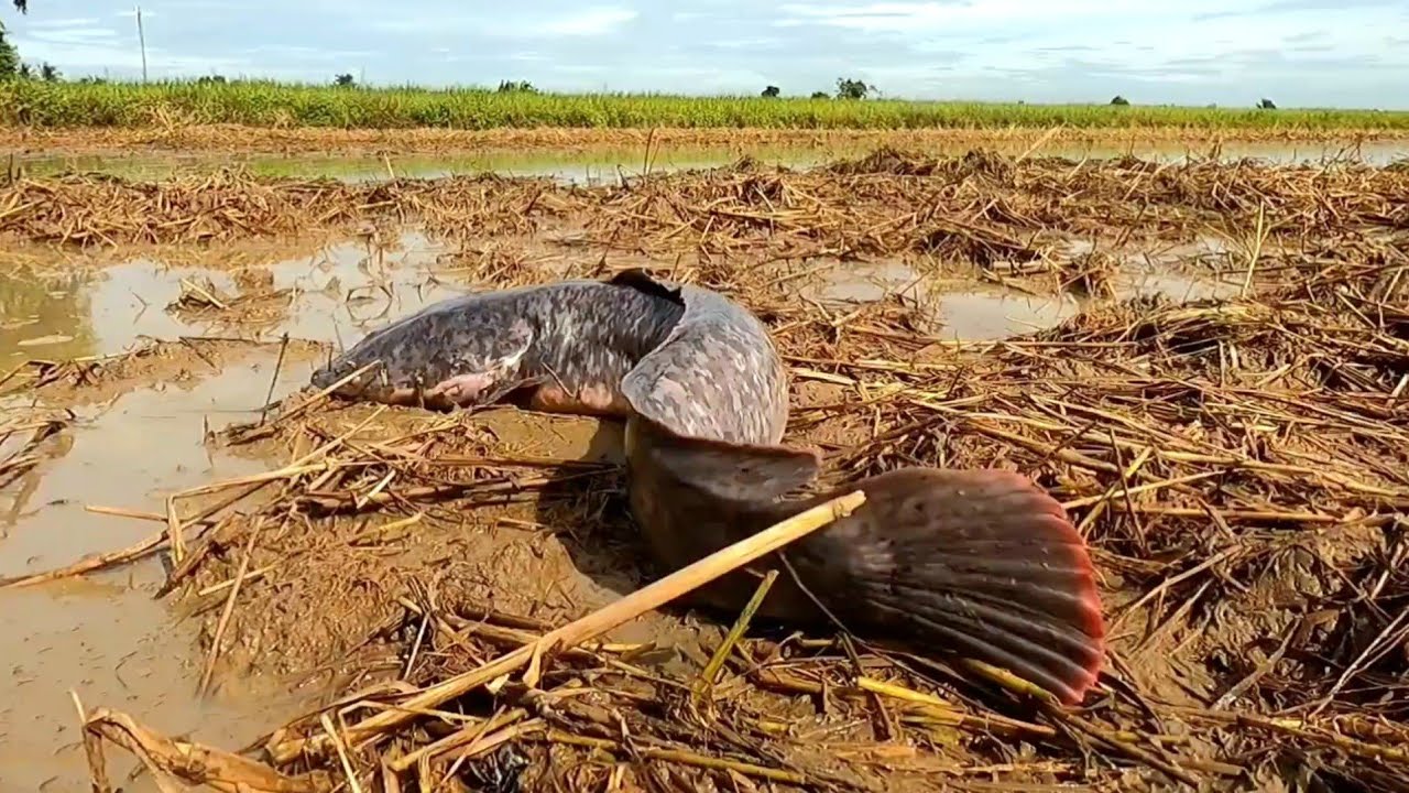 unigue  ! Catch a lot of fish in the rice fields near the boat.