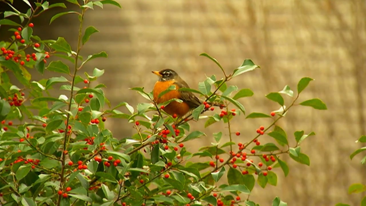 Importance of Bird Conservation | P. Allen Smith Classics