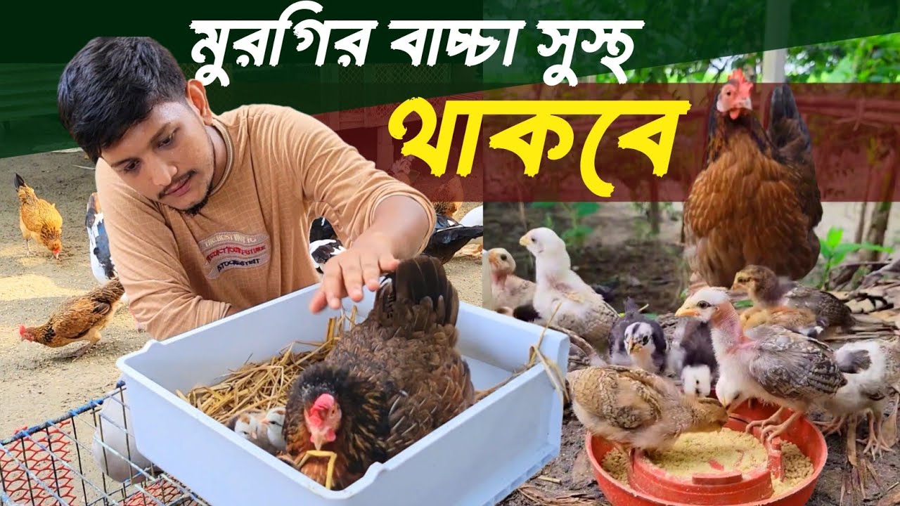 আমার মুরগির বাচ্চাদের প্রাকৃতিক ভাবে কিভাবে পালন করি | Sojib Brother