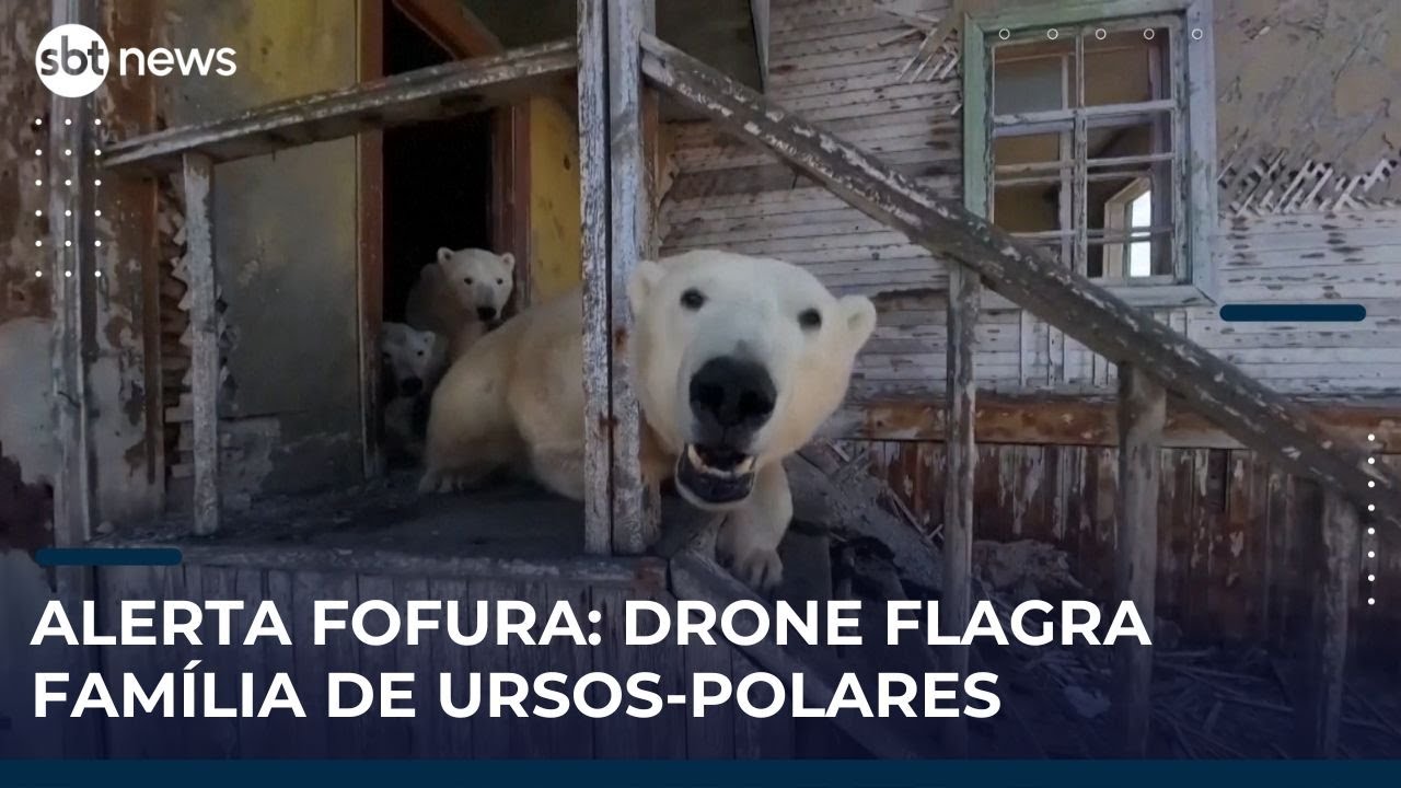 Ursos polares ocupam casa abandonada na R&uacute;ssia; veja v&iacute;deo | #SBTNews