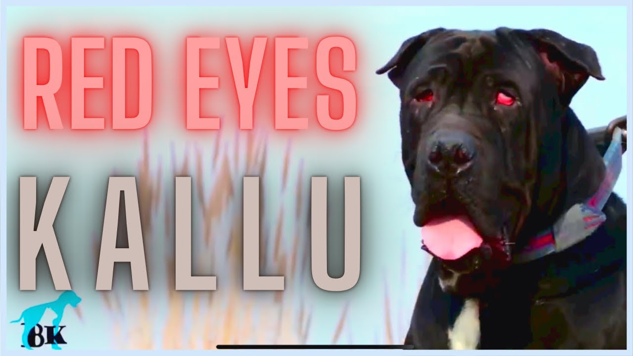 KALLU|| RED EYES||BULLY DOG||