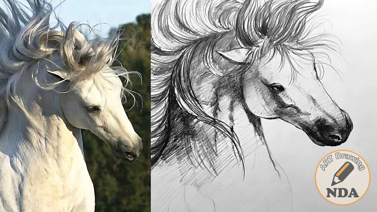 HORSE DRAWING - ART DRAWING NDA