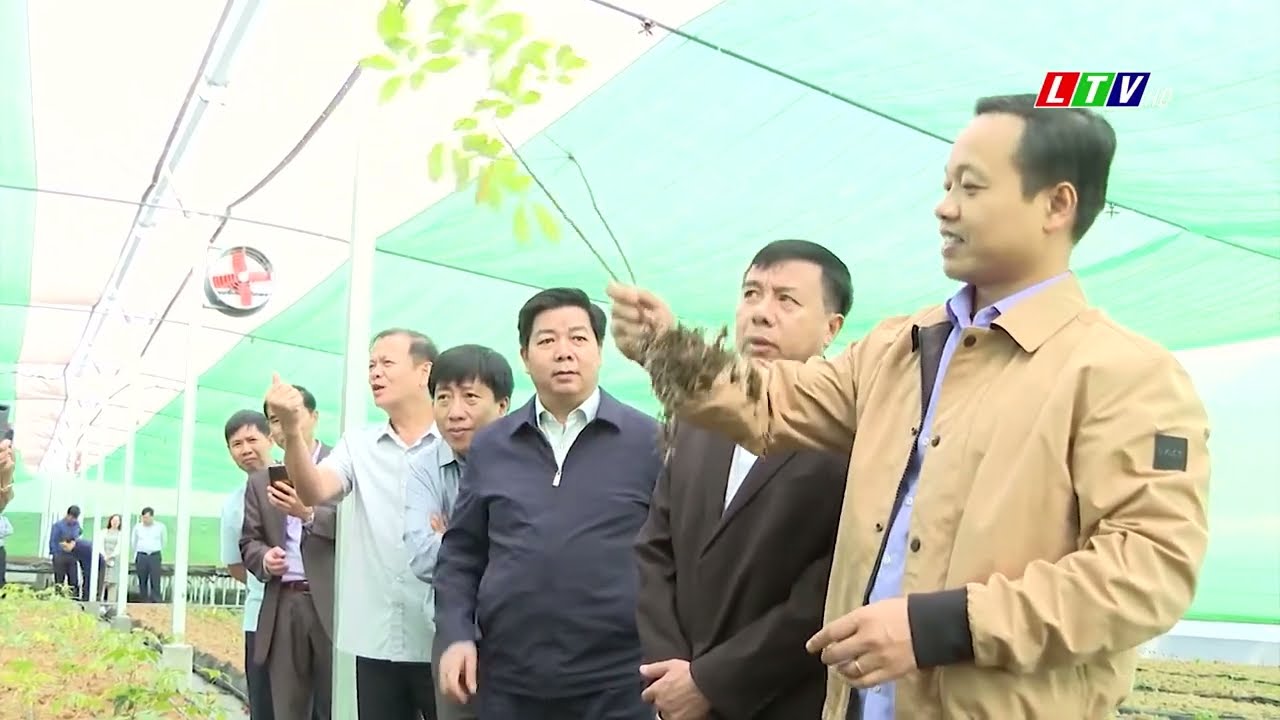 Sâm Lai Châu bén rễ đất Sìn Hồ tại trang trại Thái Minh Panax