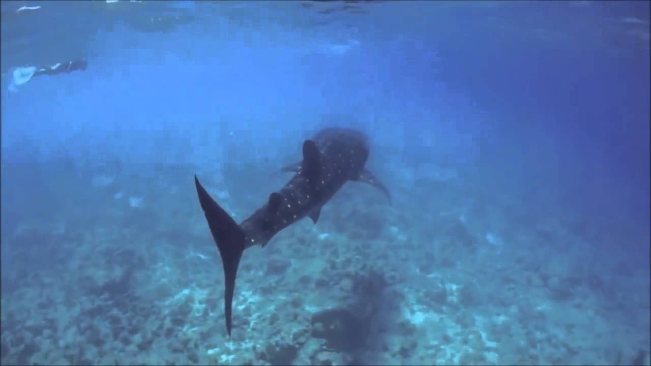 new 2014 новый IBIZA 2014 клипы 2014 DISCOTEK AMNESIA Trance 2014 DJ Artus