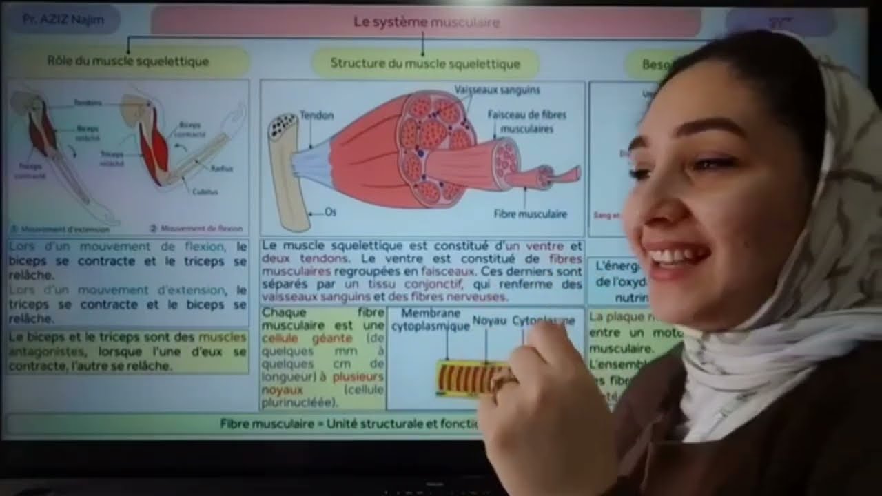 Système musculaire الجهاز العضلي/شرح مبسط للدرس