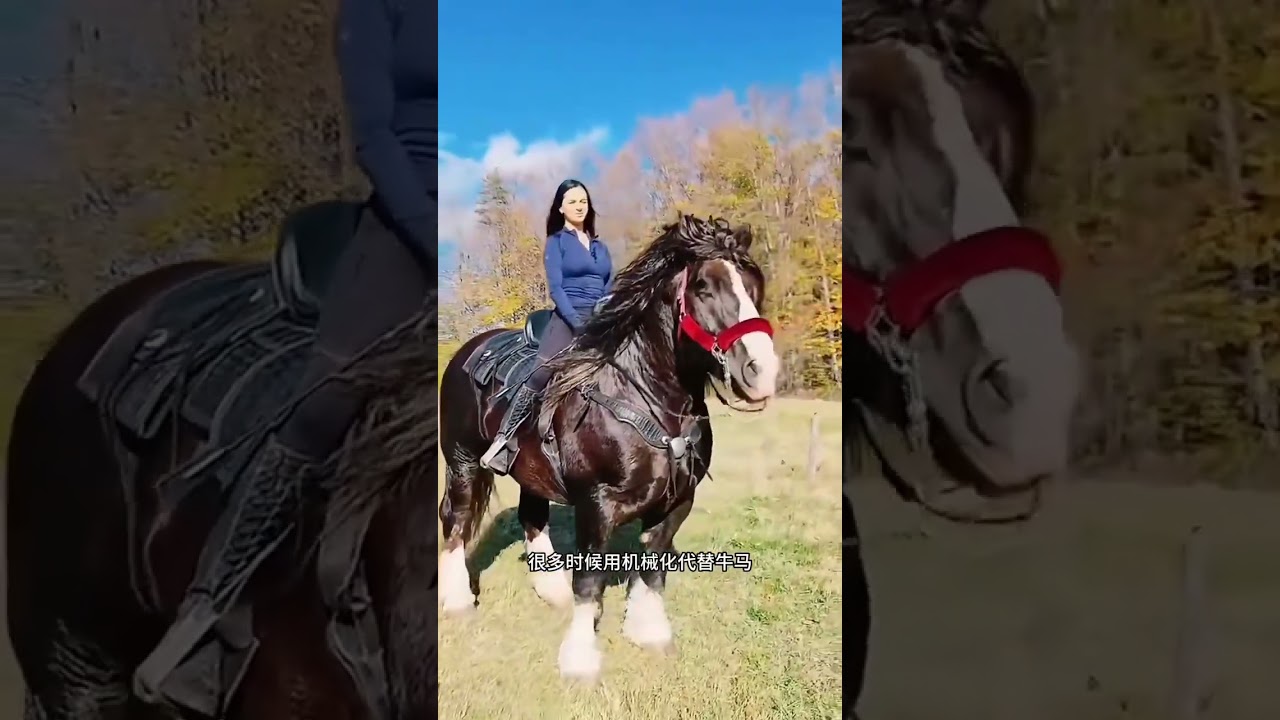强壮无比的马匹