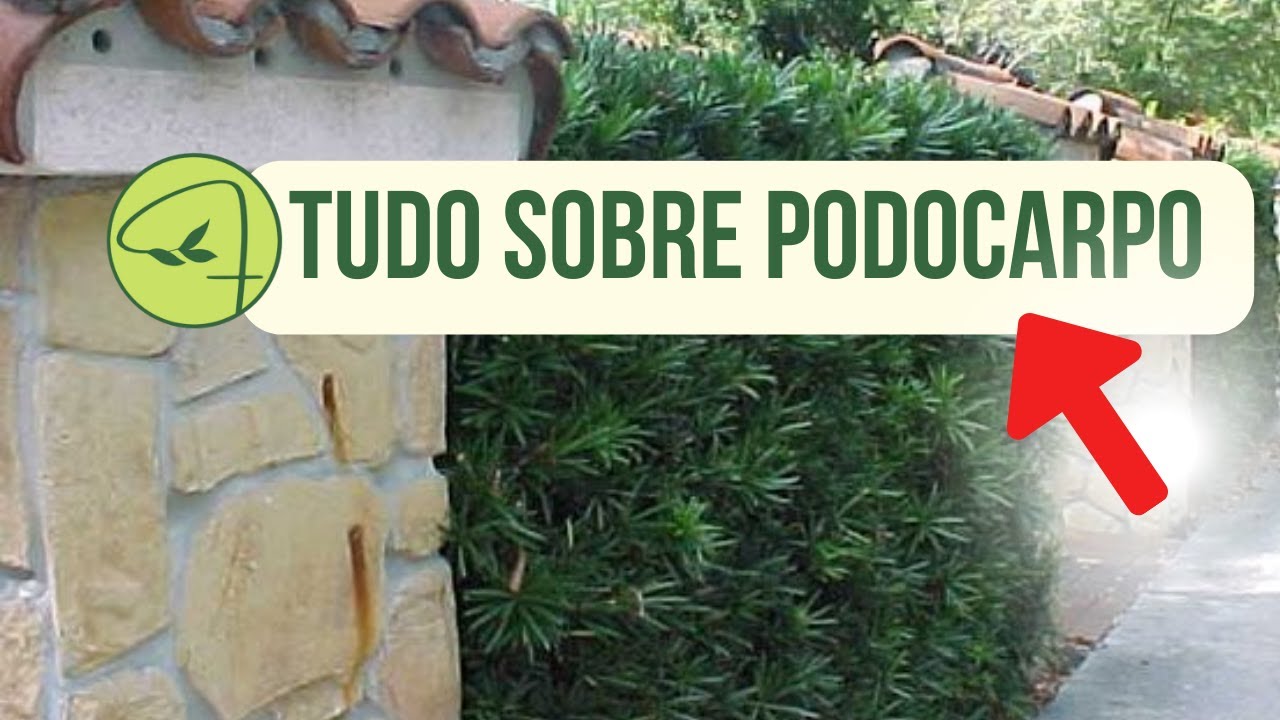 TUDO sobre PODOCARPOS! Sem segredo!